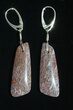 Gorgeous Agatized Dinosaur Bone (Gembone) Earrings #54081-2